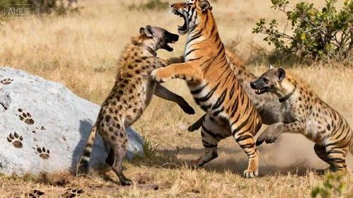 老虎和鬣狗,老虎与鬣狗的生存较量